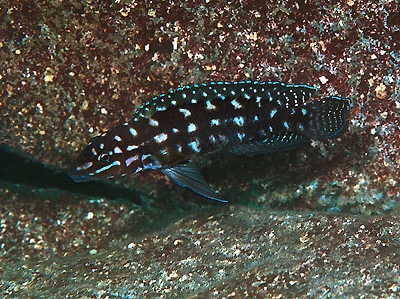 Julidochromis cf. marlieri 'Katili'